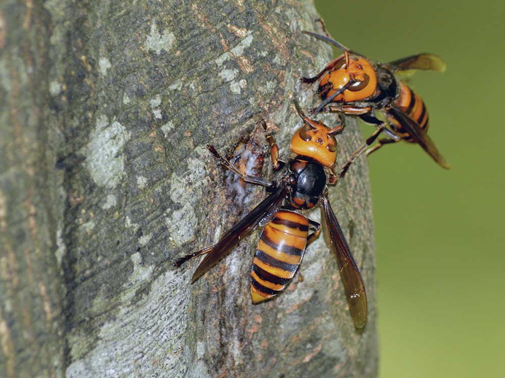 Two Asian giant hornets sit on a tree.