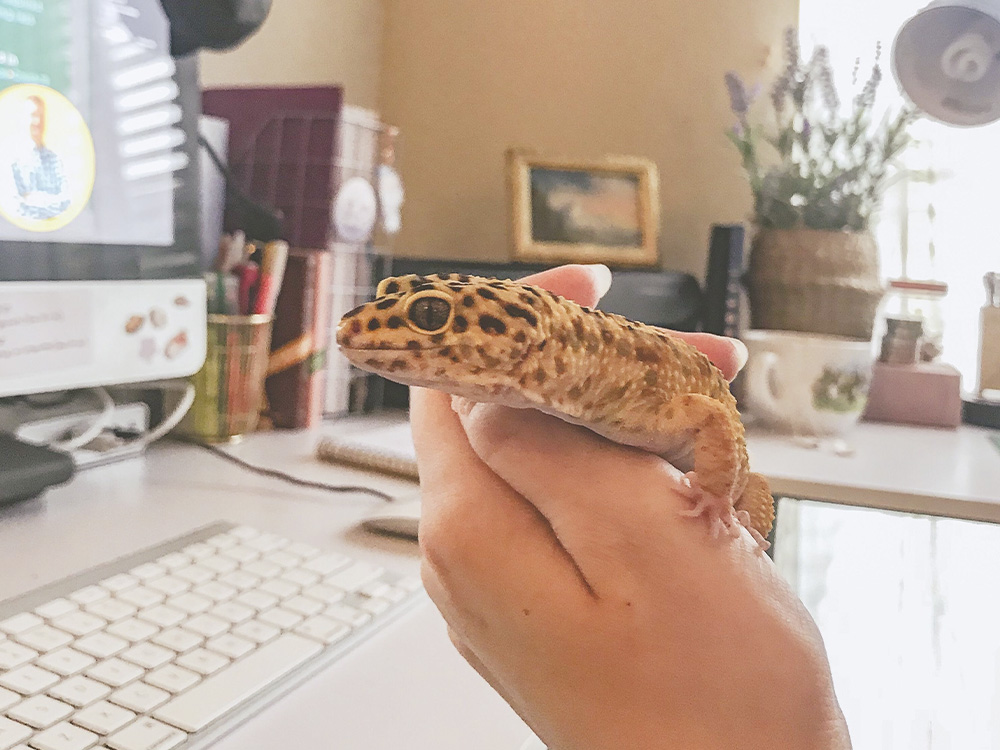 A lizard rests on the hand of its owner.