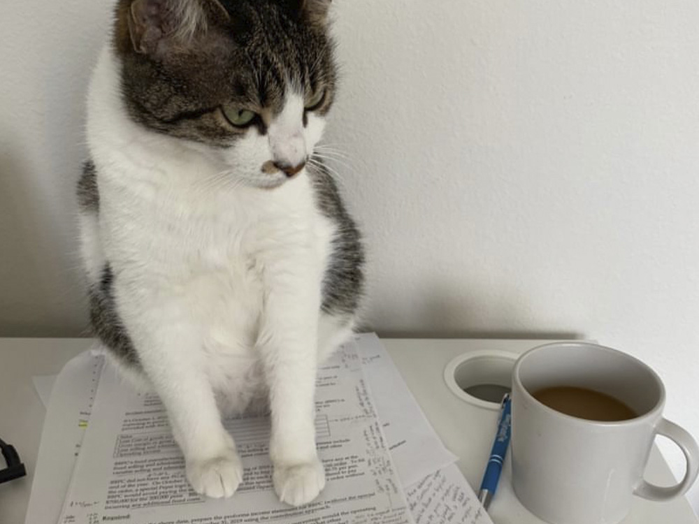 A white cat with dark face markings sits next to its owner’s mug of coffee and atop their work assignment