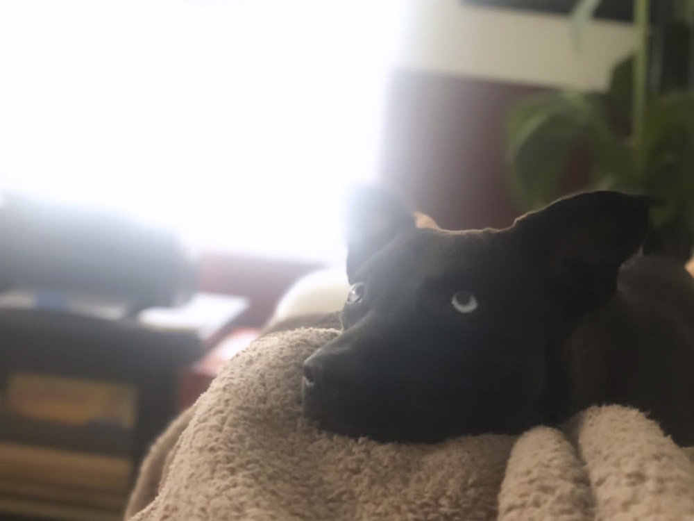 A black dog rests its head on a blanket.