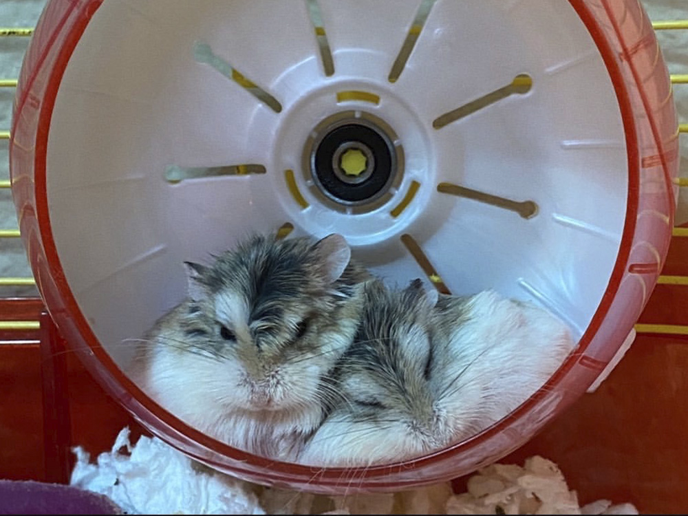 Two hamsters sleep in an exercise ring in their cage.