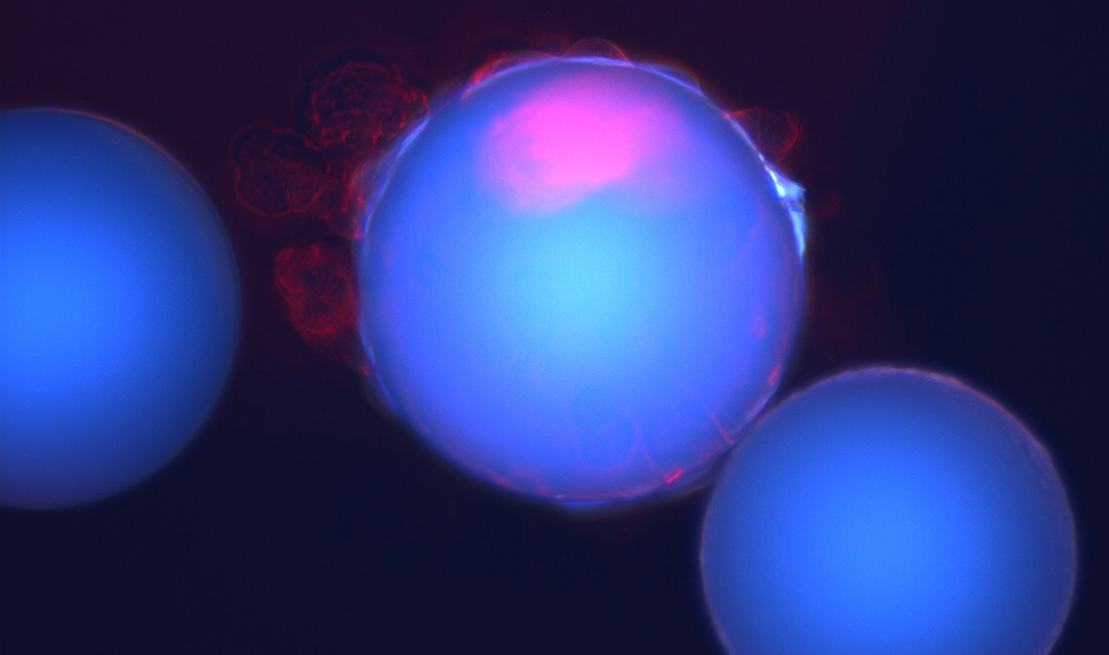 close-up view of stem cells