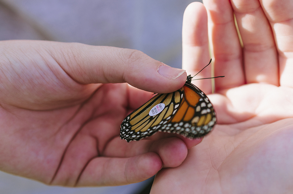 UT Dallas has two registered Monarch Waystations on campus and tagged 25 monarchs as part of the Monarch Watch citizen science initiative last fall.