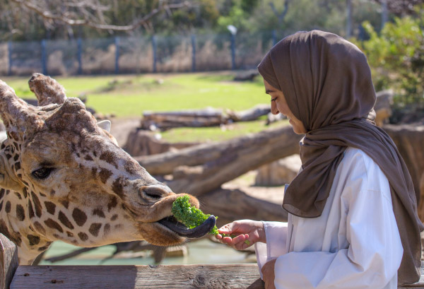 Peera feeding a giraffe