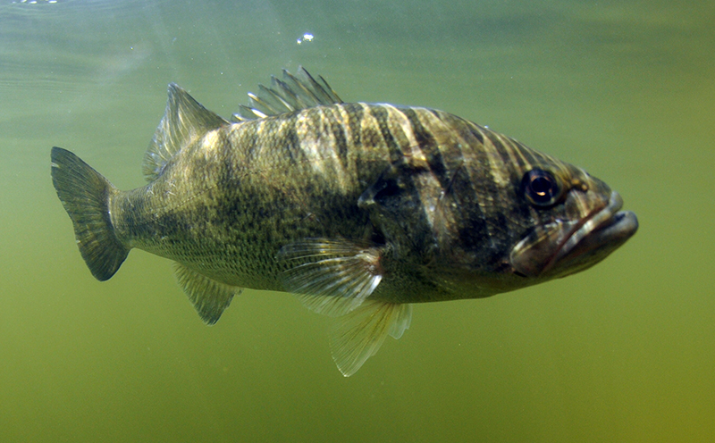 bass fish swimming in a lake