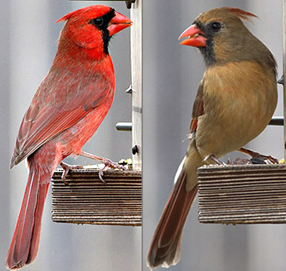 Male (left) and female cardinals