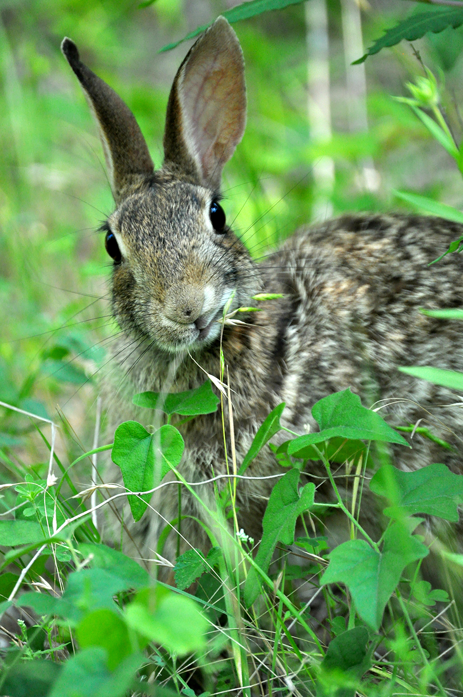 Cottontail in Spring