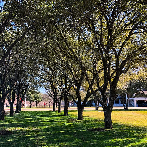 trees on campus